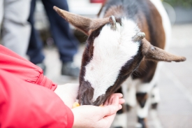 Alimenta l'amore arriva a Varese