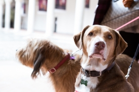 Human Dog: l'inaugurazione della mostra al Castello Sforzesco