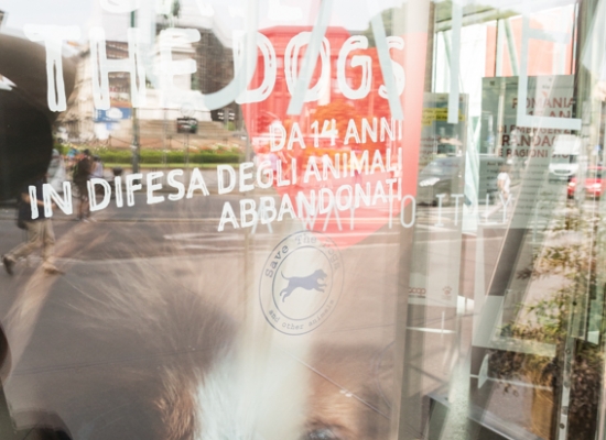 Save the Dogs and other Animals al Gate – 05 luglio 2016