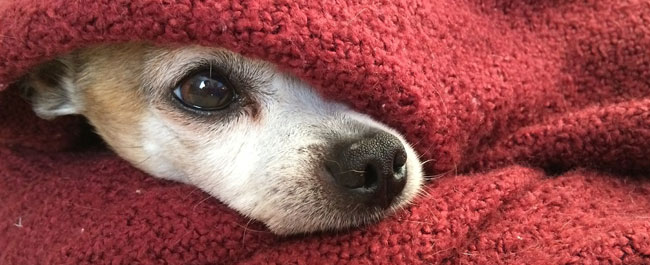 Emergenza freddo a Milano: per i clochard anche un dormitorio aperto ai cani