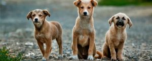 La protezione civile per animali_ Consumatori _ gennaio 2017