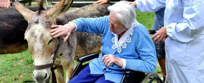 gli asini curano gli anziani del trivulzio - Credits foto Fotogramma