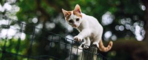 Aiutiamo il Gattile Dimensione Animale di Rho