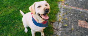 Puppy Walker allevare un cane guida - Rivista Consumatori