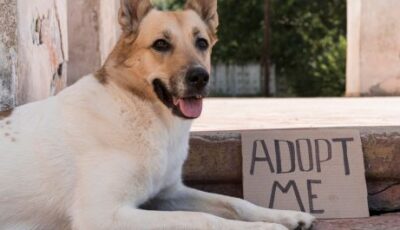 adopt me