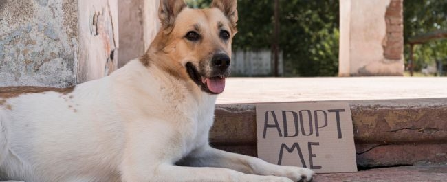 adopt me