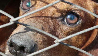 Coronavirus in Cina divieto di mangiare cani e gatti
