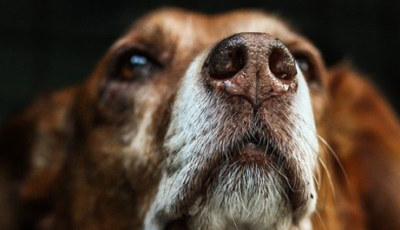 Il fiuto dei cani come strumento per riconoscere casi Covid