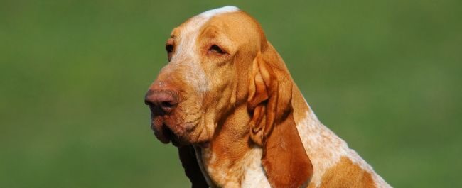 Tosca cane da caccia