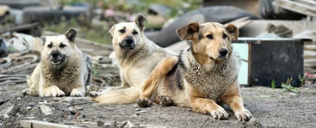 Casamicciola cani