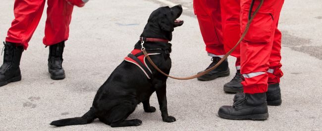cani soccorso Turchia