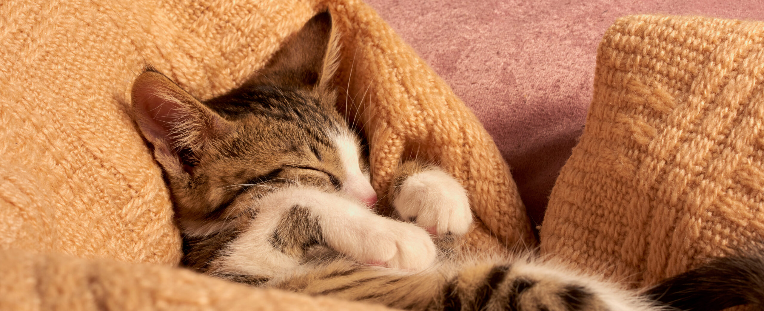 Il tuo gatto ciuccia le coperte? Quando è il caso di preoccuparsi