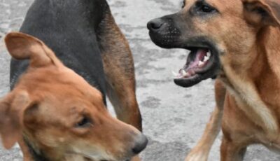 cane che viene attaccato