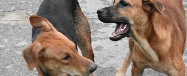 cane che viene attaccato