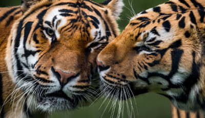 giornata mondiale della tigre