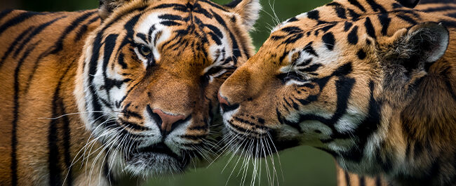 giornata mondiale della tigre