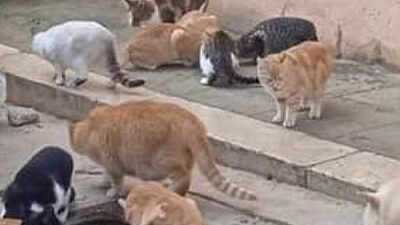 Aggiornamento campagna sterilizzazione gatti di Marettimo