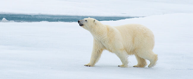 Orso polare