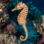 Cavalluccio marino: è il maschio a partorire