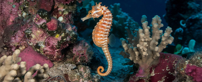 Cavalluccio marino: è il maschio a partorire