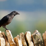 I corvi immaginano che cosa pensano gli altri