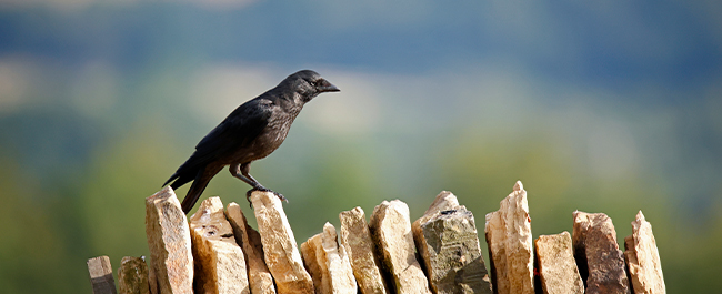 I corvi immaginano che cosa pensano gli altri