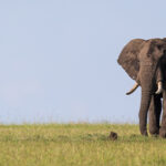 Gli elefanti e il lutto: rituali funebri e memoria emotiva negli elefanti asiatici e africani