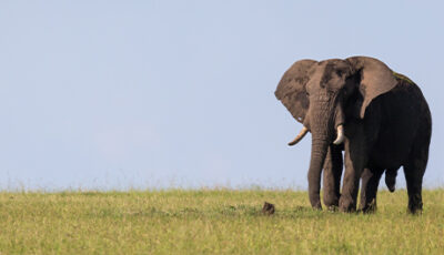 Gli elefanti e il lutto: rituali funebri e memoria emotiva negli elefanti asiatici e africani