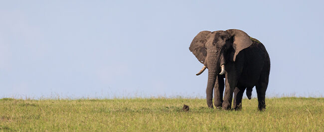 Gli elefanti e il lutto: rituali funebri e memoria emotiva negli elefanti asiatici e africani
