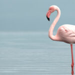 Il fenicottero rosa: quando il colore è una questione di stile (e di cibo) 