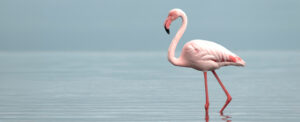 Il fenicottero rosa: quando il colore è una questione di stile (e di cibo) 