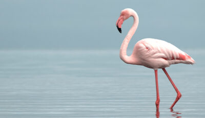 Il fenicottero rosa: quando il colore è una questione di stile (e di cibo) 