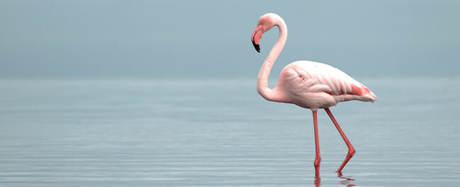 Il fenicottero rosa: quando il colore è una questione di stile (e di cibo) 
