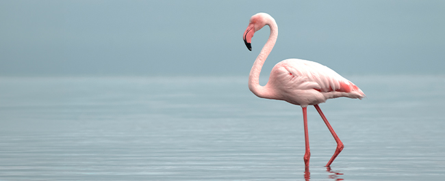 Il fenicottero rosa: quando il colore è una questione di stile (e di cibo) 