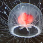 medusa immortale transdifferenziazione cellulare