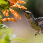 Colibrì: il metabolismo più veloce della natura 