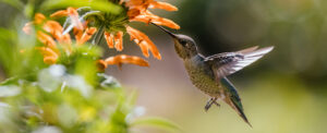 Colibrì: il metabolismo più veloce della natura 