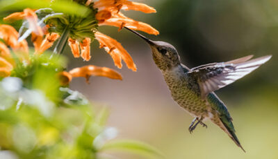 Colibrì: il metabolismo più veloce della natura 