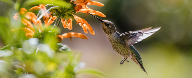 Colibrì: il metabolismo più veloce della natura