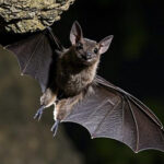 Come fa il pipistrello a muoversi al buio? Scopri l'ecolocalizzazione, la voce che lo identifica e il duello di suoni con le falene.