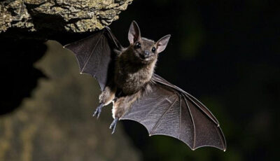 Come fa il pipistrello a muoversi al buio? Scopri l'ecolocalizzazione, la voce che lo identifica e il duello di suoni con le falene.