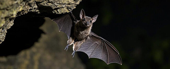 Come fa il pipistrello a muoversi al buio? Scopri l'ecolocalizzazione, la voce che lo identifica e il duello di suoni con le falene.