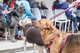 Human Dog: l'inaugurazione della mostra al Castello Sforzesco