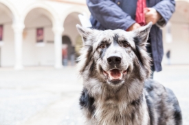 Human Dog: l'inaugurazione della mostra al Castello Sforzesco